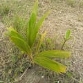 Cocco