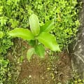 Jackfruit