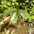 Cacao