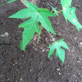 Papaya