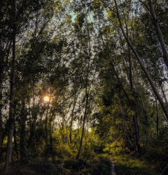 Daridel Sacred Grove