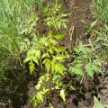 Neem
