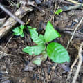 Cacao
