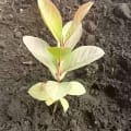 Guava