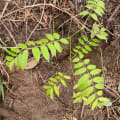 Spanish Cedar