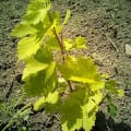 Grapevine