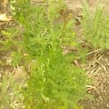 Moringa
