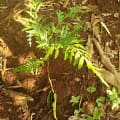 Grevillea
