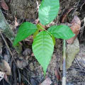 Cacao