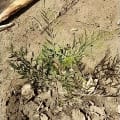 Grevillea
