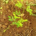 Moringa