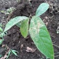 Avocatier