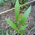 Acacia Mangium