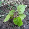 Tamarillo
