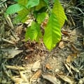 Cacao