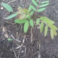 Cassia