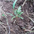 Grevillea