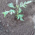 Grevillea
