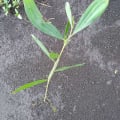 Acacia mangium