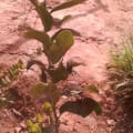 Mandarine
