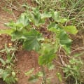 Barbados Nut