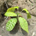 Cacao