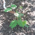 Leucaena