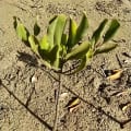 Mangrove Blanche