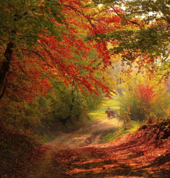 Foresta viaggi di Paola