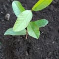 Guava