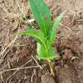 Baobab
