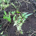 Neem