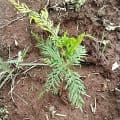Grevillea