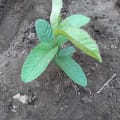 Guava