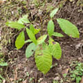 Caoba
