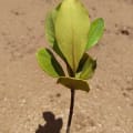 Yellow Mangrove