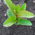GuavaPu