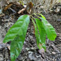 Cacao