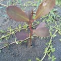 Manny Mangrove