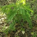 Leucaena