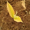 Guayaba