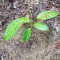 Caoba