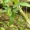 Cacao
