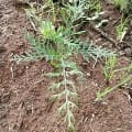 Grevillea