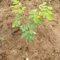 Moringa