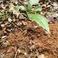 Cacao