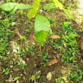 Cacao
