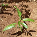 The Mango for Research