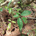 GTP Trumpet