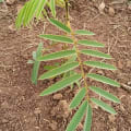 Tephrosia